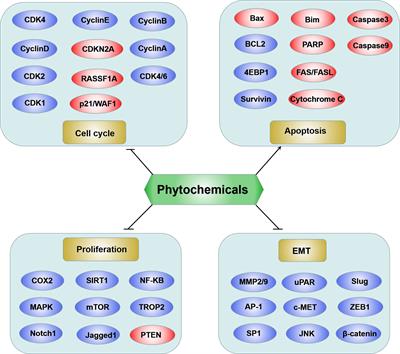 Natural Phytochemicals in Bladder Cancer Prevention and Therapy